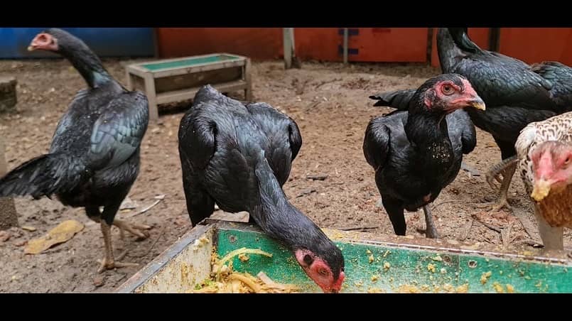 Bí quyết chăm sóc gà Shamo