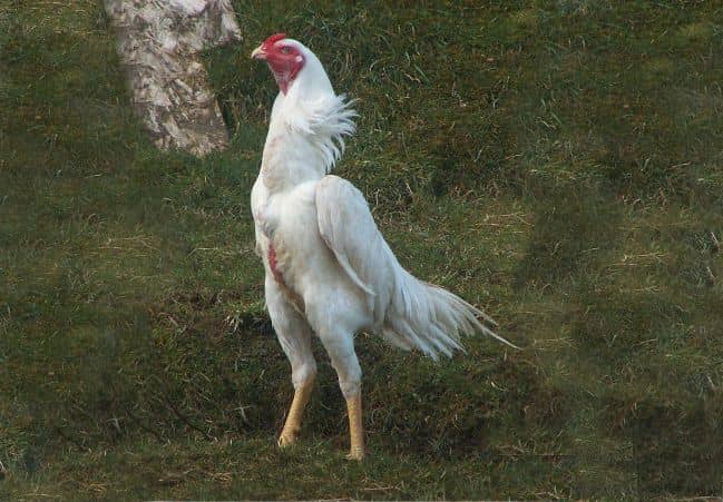 Cùng VN86 Tìm Hiểu về Giống Gà Shamo