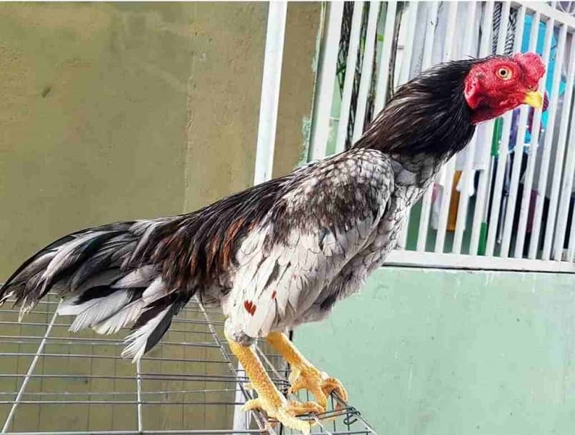 Cùng VN86 Khám Phá Bí Ẩn Giống Gà Shamo