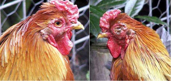 Cách điều trị Bệnh Ở Gà Cựa Sắt
