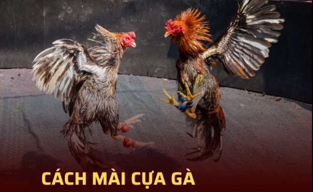 Cách Mài Cựa Gà Đúng Kỹ Thuật - VN86