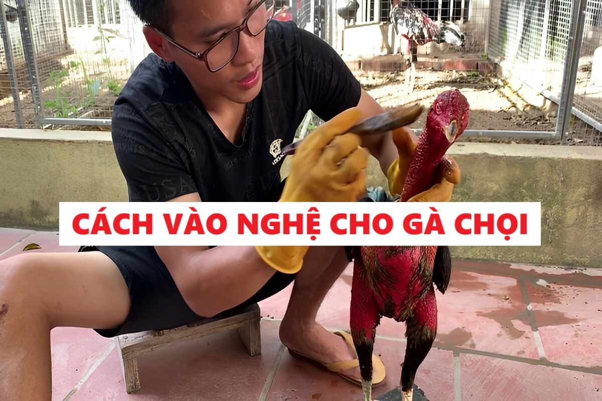 Các bước vào nghệ cho gà chọi hiệu quả - Cách Vào Nghệ Cho Gà Chọi