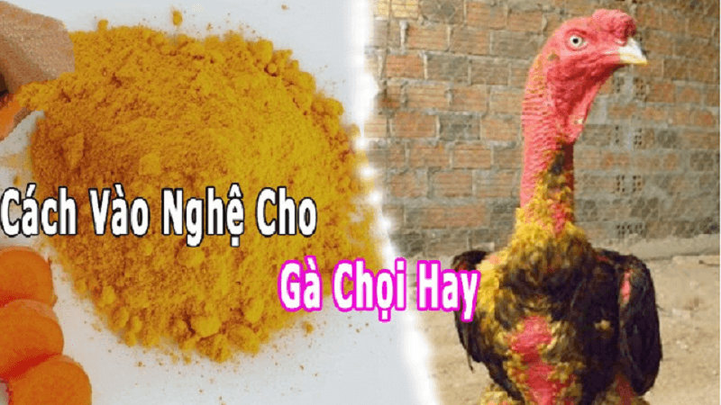 Cách Vào Nghệ Cho Gà Chọi Đúng Chuẩn - VN86