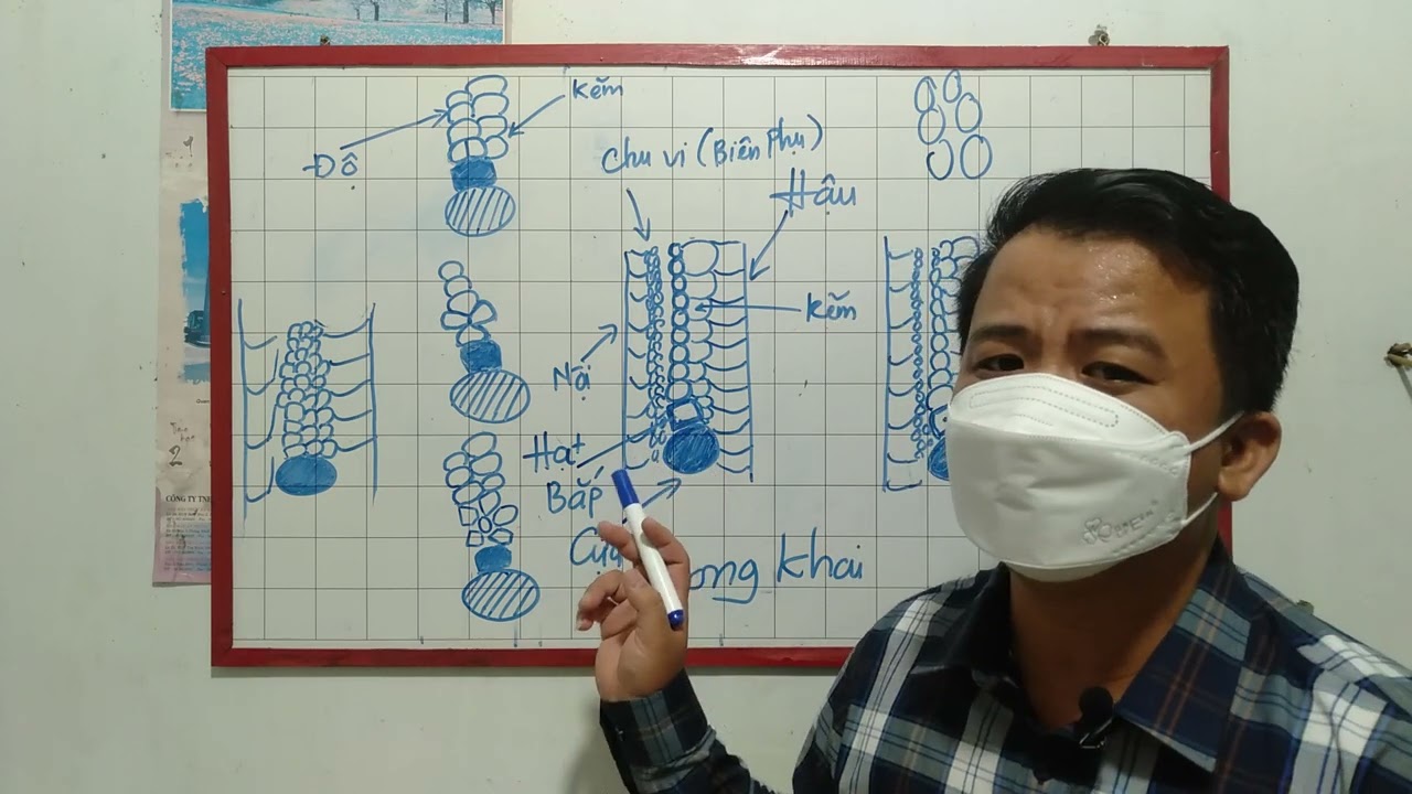 Cách Xem Vảy Gà Đá xấu cần tránh