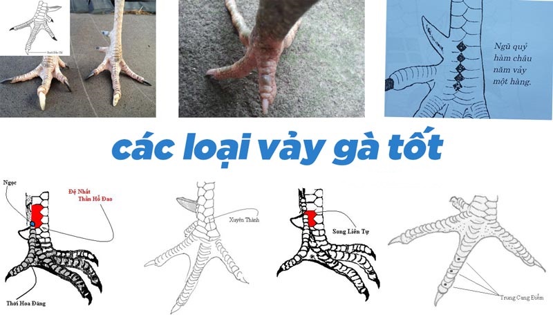 Cách Xem Vảy Gà Đá - VN86 Nhận Diện Chiến Kê Mạnh