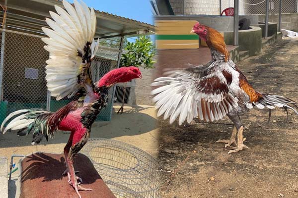 Cách nuôi gà cựa Nhật Nguyệt hiệu quả