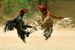Nội dung chính của Kinh Kê Gà Chọi