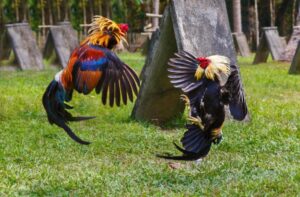 VN86 - Bí Quyết Xem Tướng Gà Chọi Có Đòn Cáo